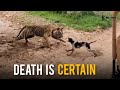 Tiger t120 killed a dog in ranthambhore national park  big cats adventures