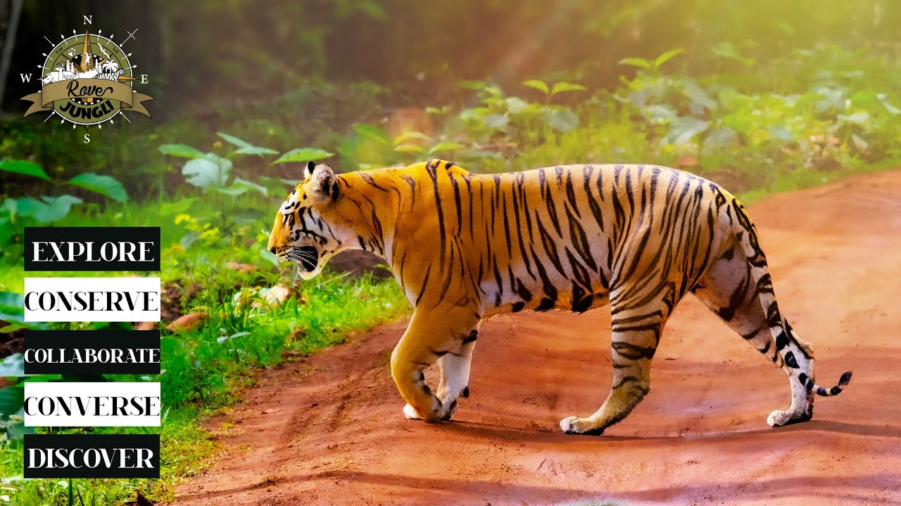 Discover | Explore | Conserve | Converse | The Indian Wilderness 