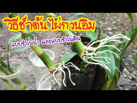 EP.83 #วิธีชำต้นไผ่กวนอิม แบบในน้ำและแบบในดิน #ปลูกต้นไผ่กวนอิม ง่ายมาก