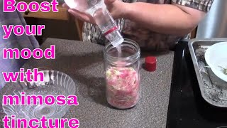 Mimosa Blossom Medicine Tincture #mimosa #tincturemaking #tincture #herbalmedicine #herbal