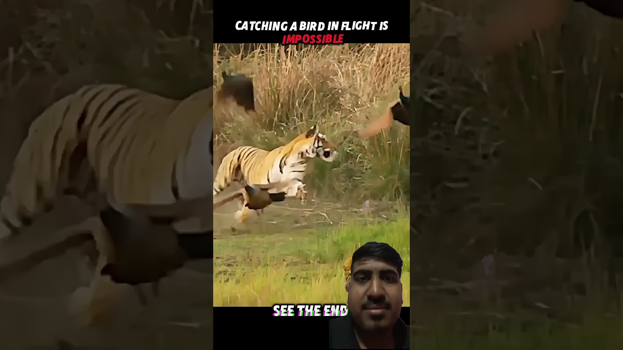 OTHER ANIMALS VS CAT BIRD 