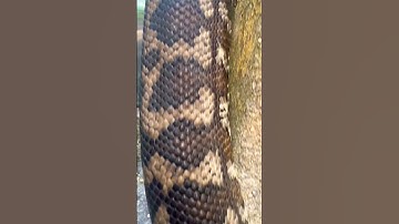 Coastal Carpet Python coming in for a close-up! 😍 #shorts #shortsfeed #snake #cute #cuteanimals