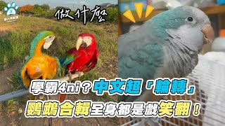 【學霸4ni中文超「輪轉」 鸚鵡合輯全身都是戲笑翻】