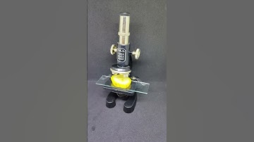 🍌 Banana under the microscope