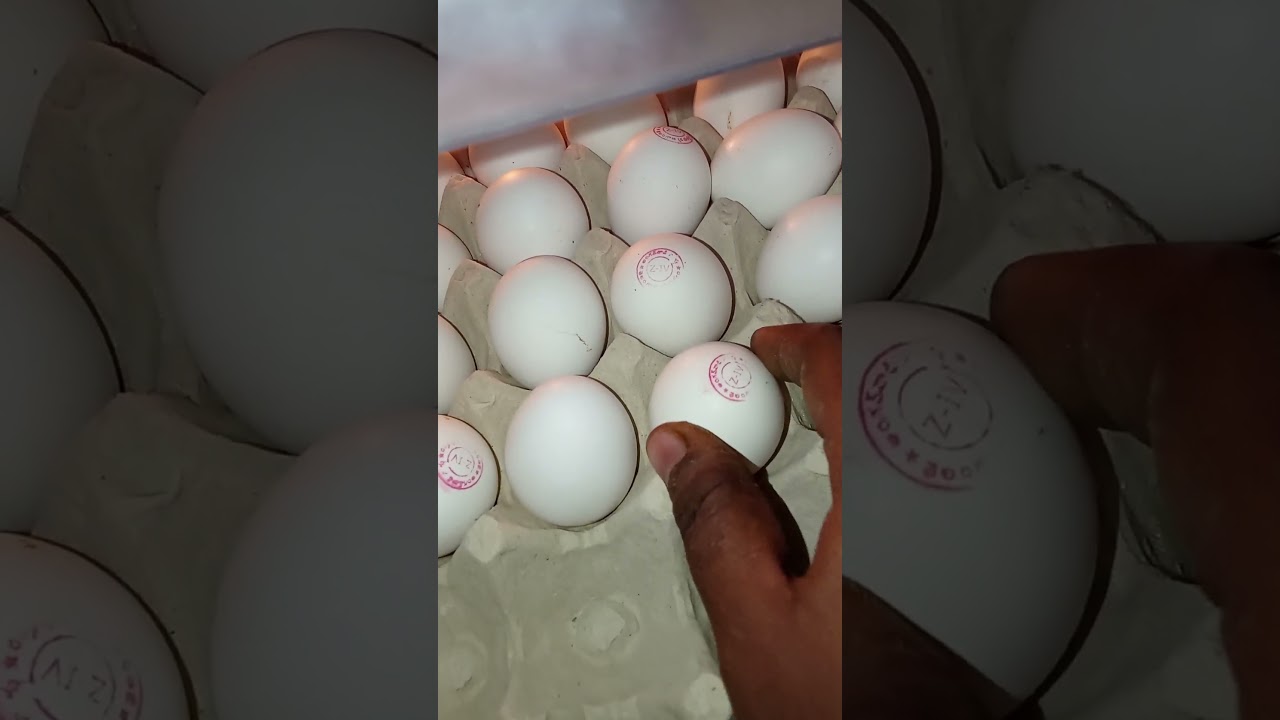 Anganwadi lo pregnancy ki Naku echaru ll aarogya Lakshmi ll 