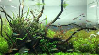 Aquarium fish. Аквариумные рыбки. #shorts