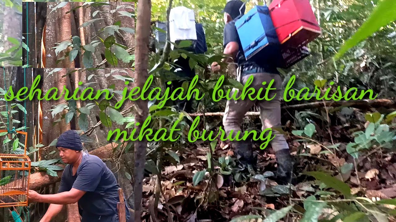 SEHARIAN DI BUKIT BARISAN/PETUALANGAN MIKAT BURUNG HIJAU,WOW‼️PANEN BURUNG
