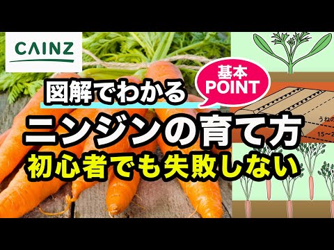 ニンジンの育て方｜人参の栽培方法｜基本ポイント【カインズ野菜栽培】