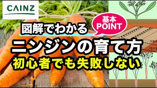 ニンジンの育て方 人参の栽培方法 基本ポイント カインズ野菜栽培 Youtube