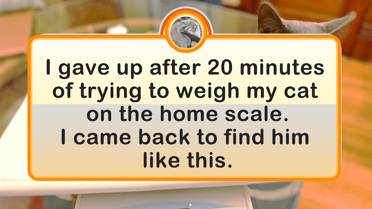 Cats Acting So Weird It’s Hard To Believe They’re Real