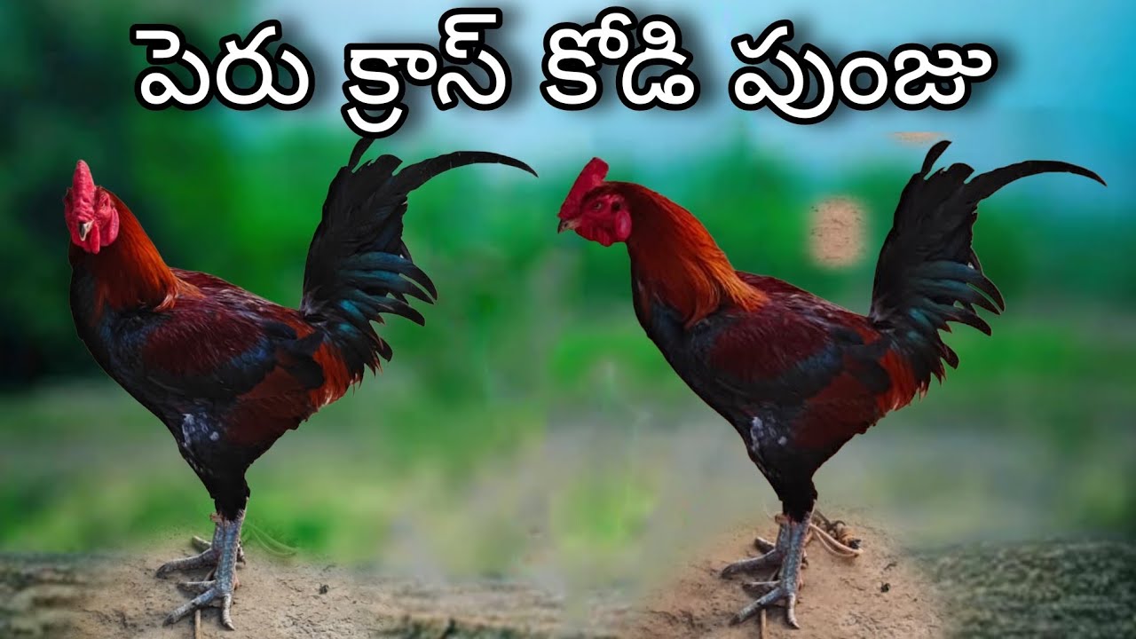 #KVR BREEDES#9391930796#bhimavaram chicks#peru cross chicks#chicks#patta punju#birds#chicken#viral