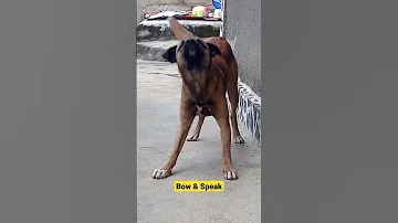 Mbwa Wa Kienyeji Akifuata Amri Pasina Wasiwasi 