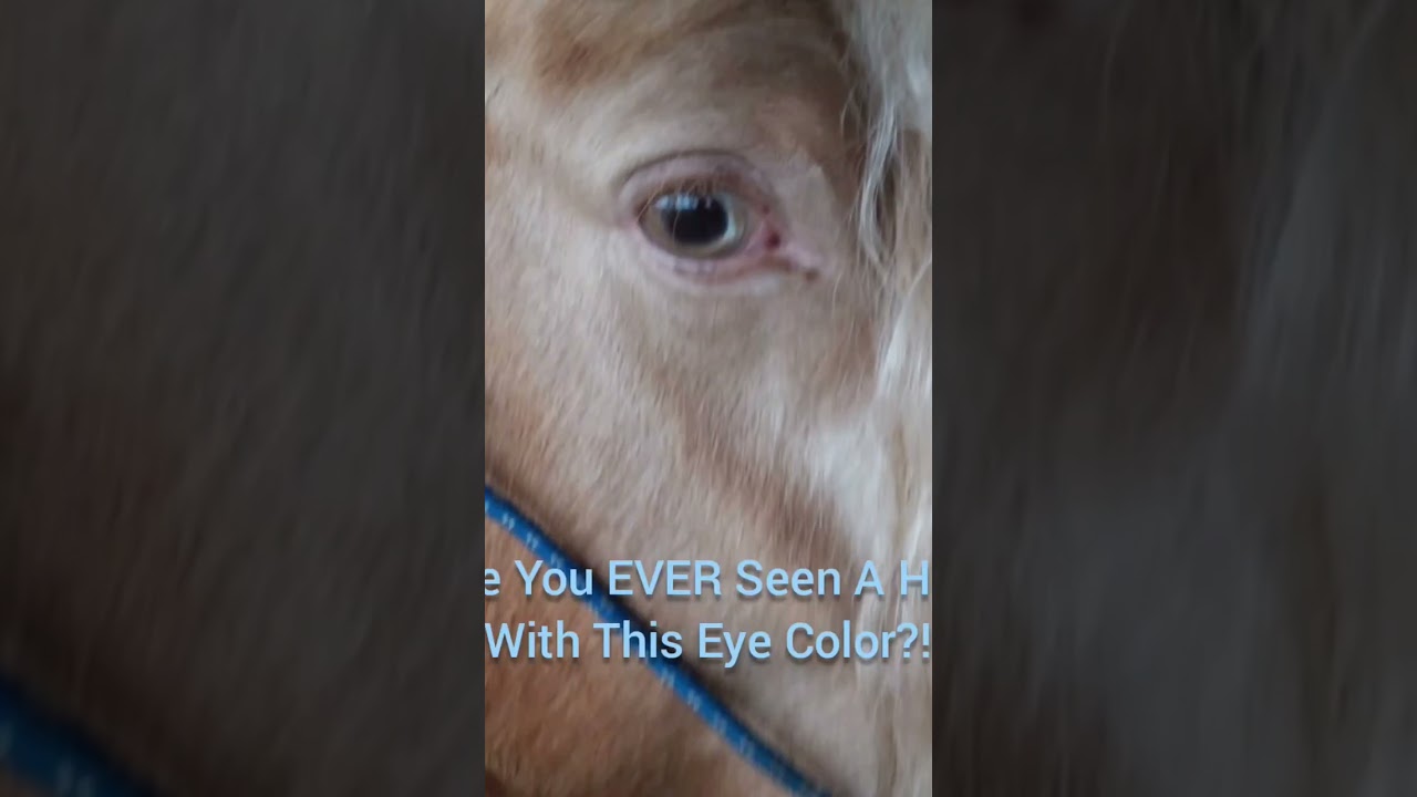WHAT?! Ever Seen This Eye Color On A Horse?!