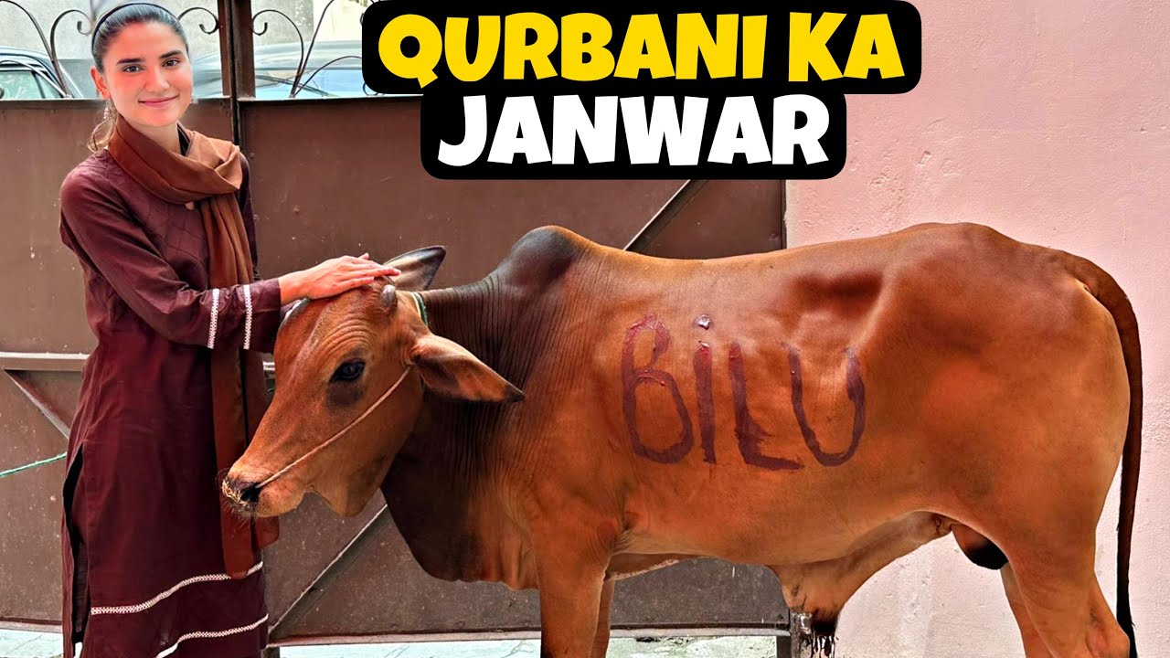 QURBANI KA JANWAR LY LIYA🐮| Alhumdullilah😇| NA134