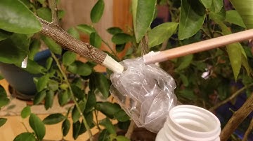 How to: Air layering lime tree