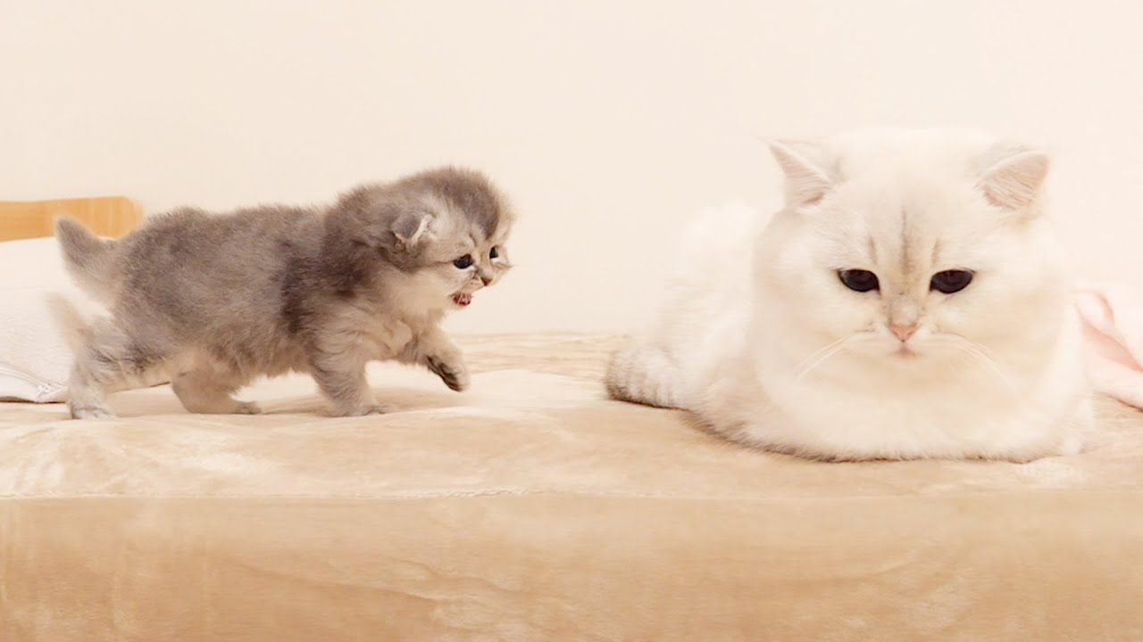 Этот котенок был таким милым, когда он смело пытался играть со своим папой-котом!