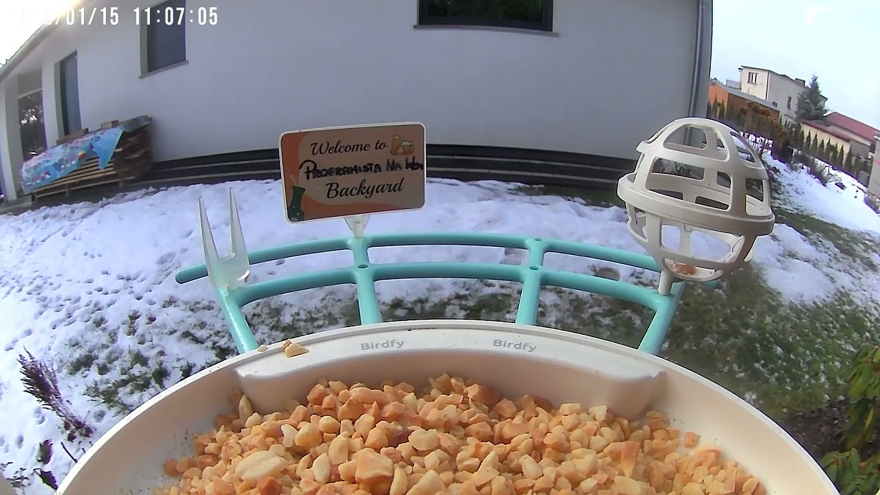 Kowalik - Habba Babba?