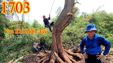 Đang cưa cây Tràm Bông Vàng giữa chừng thì Vua Khỉ chạy đi đâu m.ấ.t tiêu (1/2) Cutting trees