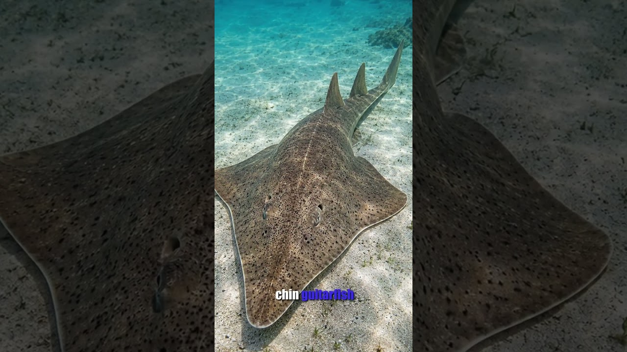 Scientists created the first complete genetic blueprint of the blackchin guitarfish.  🎧 Listen to t