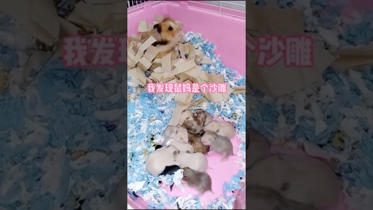 Hamster /Mouse Videos for Cats to Watch/Rat Videos for Cats to Watch/