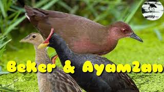 Suara pikat burung Beker & Ayam-ayaman