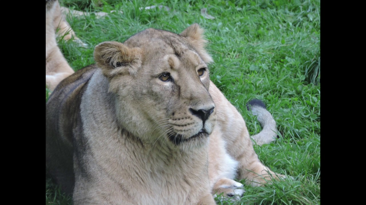 Ro zoo review's 2016 Zoo Tour - The Finale #24 Dudley Zoo