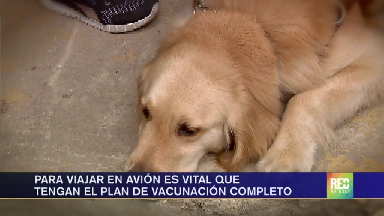 Los perros de menos de 10 kilos pueden viajar en cabina con sus dueños -  YouTube