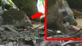 Чё хаваешь? Чувак, ты курицу забыл. Funny Hedgehog vs. Chicken