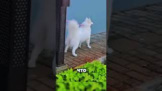 Две собаки встретились с хозяином после 6 месяцев разлуки🐶