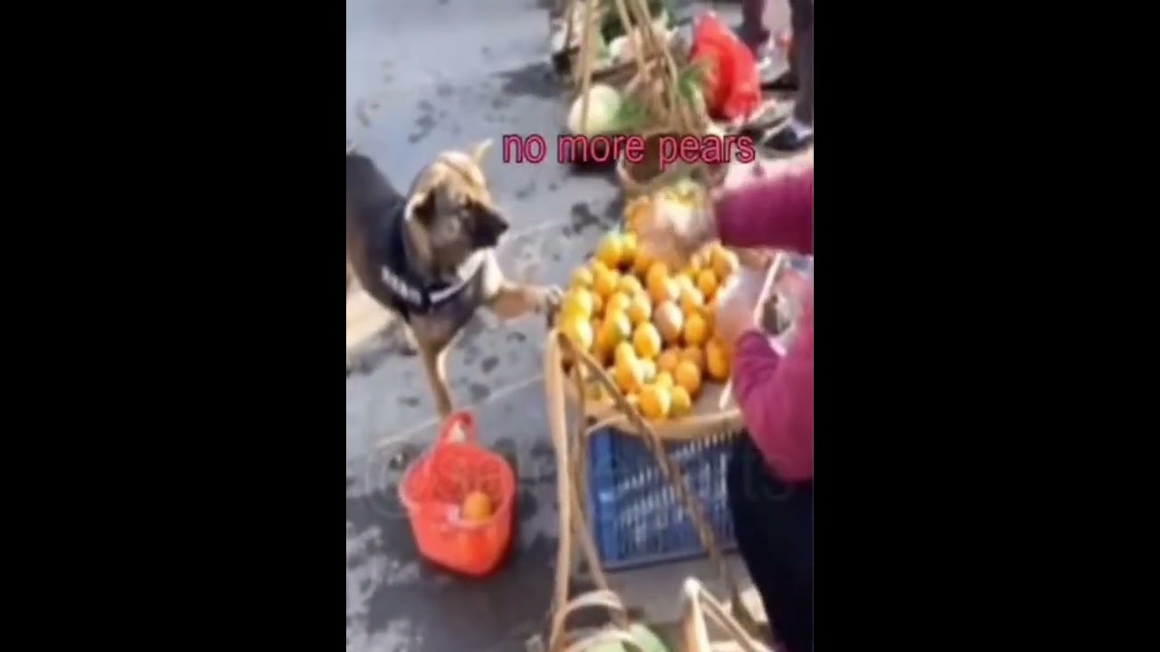 dog buys himself pears 🐕 🍐 
