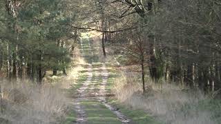 Extreem Lang Bospad Die Helemaal Naar Beneden Loopt