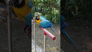 BERSIH BERSIH BURUNG MACAW