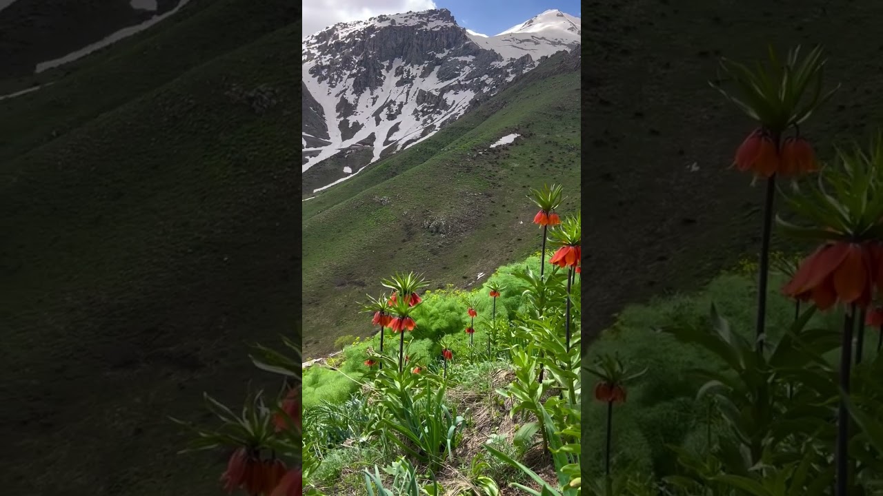 Postcard Perfect Spring Landscape with Tulips and Snowy Mountains #mountains #flowers #shortvideo