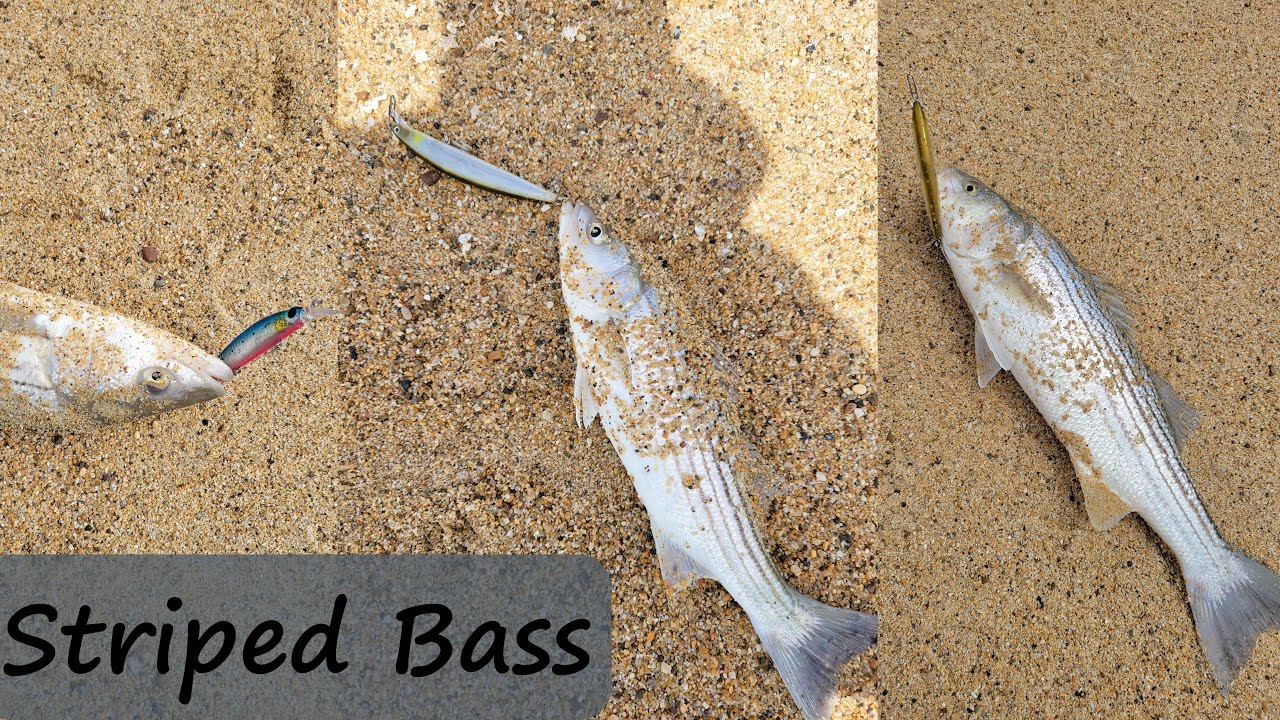 Striped Bass Battlestar 115 and Daiwa SP Minnow YouTube