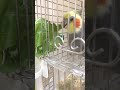 小松菜のふりかけを作りました#オカメインコこはく