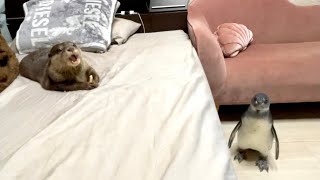 カワウソと遊びたいペンギンと、そうでもないカワウソ