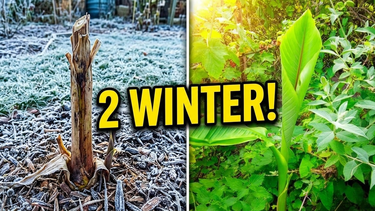 Japanische Faserbanane nach 2 Wintern ohne Schutz: Was überlebt hat