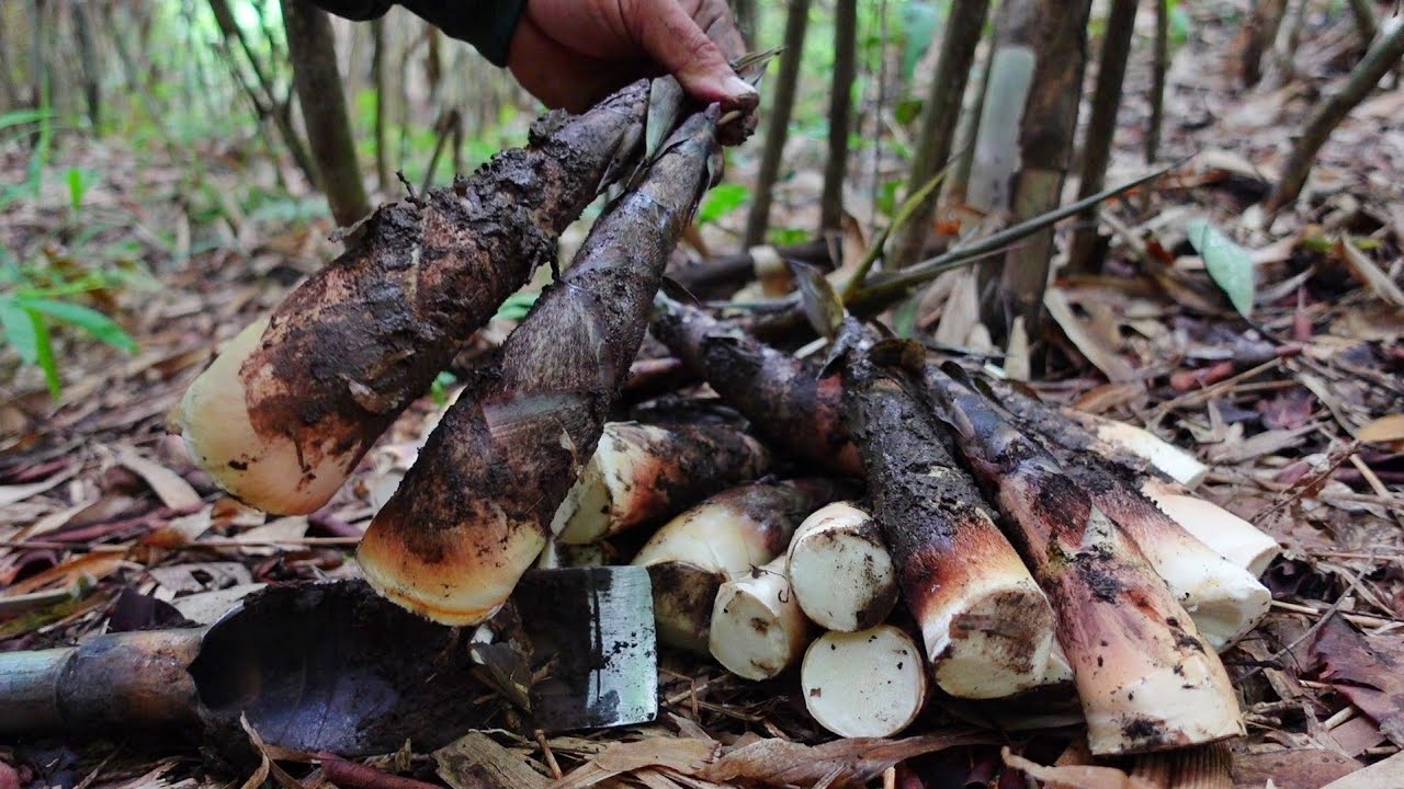 เข้าป่าหาหน่อไม้ไร่ สะออนป่านี้มีแต่หน่อใหญ่ๆกำลังงามๆ