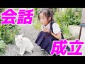 やっぱり娘だけには沢山お喋りしてくれる庭子猫が可愛すぎた…笑[三毛母猫の子猫とジョア]