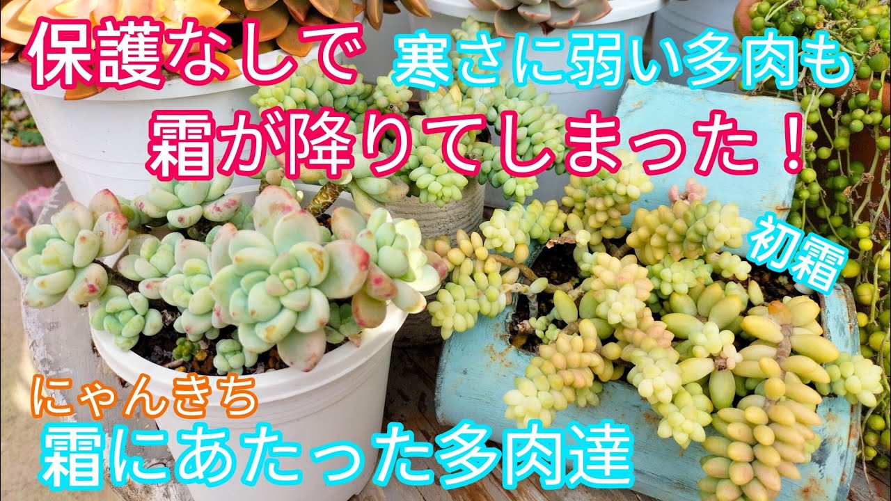 Even Without Protection, My Cold-Sensitive Succulents Faced Their
