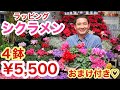 【SALE‼️】厳選シクラメン４鉢＋おまけ付き　通常¥13,750が60%OFF→¥5,500