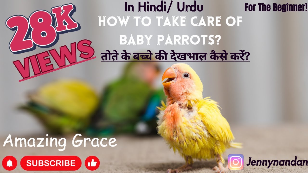 How to take care of baby parrots?(In Hindi)babyparrot parrotvideos parrotsalexanderparrot