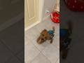 昨晩から嘔吐を繰り返し、ついに動物病院に連れて行かれる犬がこちらです #トイプードル #動物病院