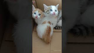 Two Cute Little Kittens#Shorts  #Cute #Kitten