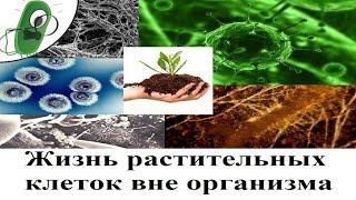 Жизнь растительных клеток вне организма