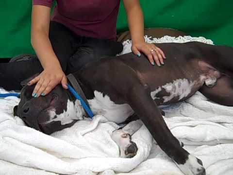 dog adoption mauritius A4924006 Blackie | Pit Bull/Labrador Retriever Mix