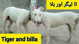 Tezi gultair dog / Tazi gultair cross dog  /  Pure gultair  /  village life punjab