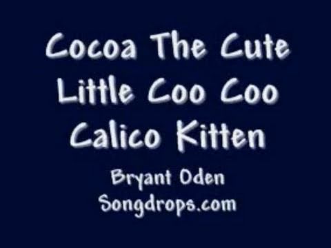 funny-cat-song:-cocoa-the-kitten