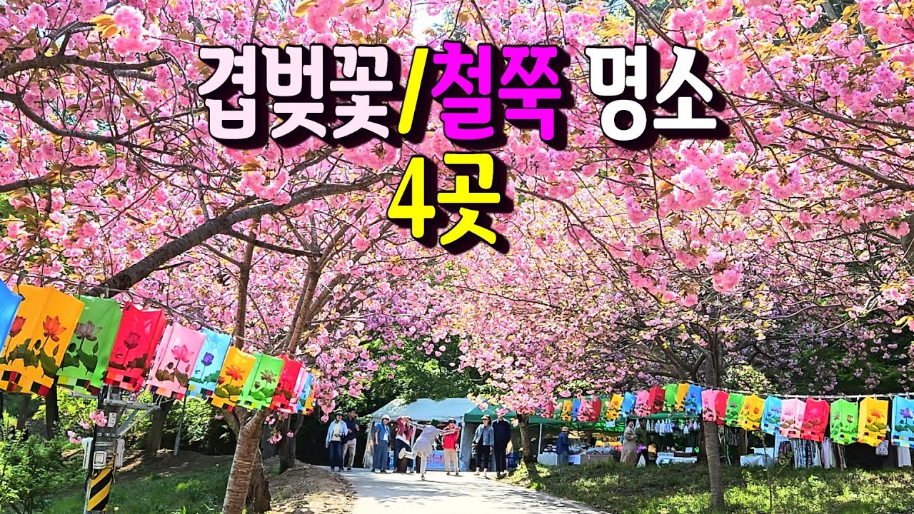 2025.4.25 당일코스 방문 ㅣ 개심사, 문수사, 아미미술관 겹벚꽃과 쉼이 있는 정원 철쭉꽃 개화상황,ㅣ 카페&맛집