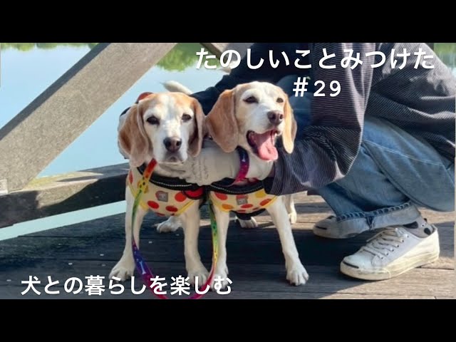 Dog Vlog] The peaceful daily life of a family living with a dog